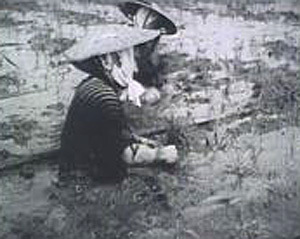 戦前の亀田郷での稲刈り